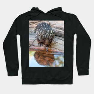 Echidna Enjoying A Cool Drink Hoodie